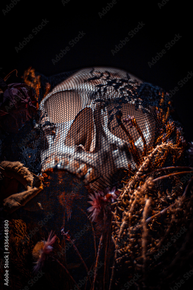 skull in the night skull in the night