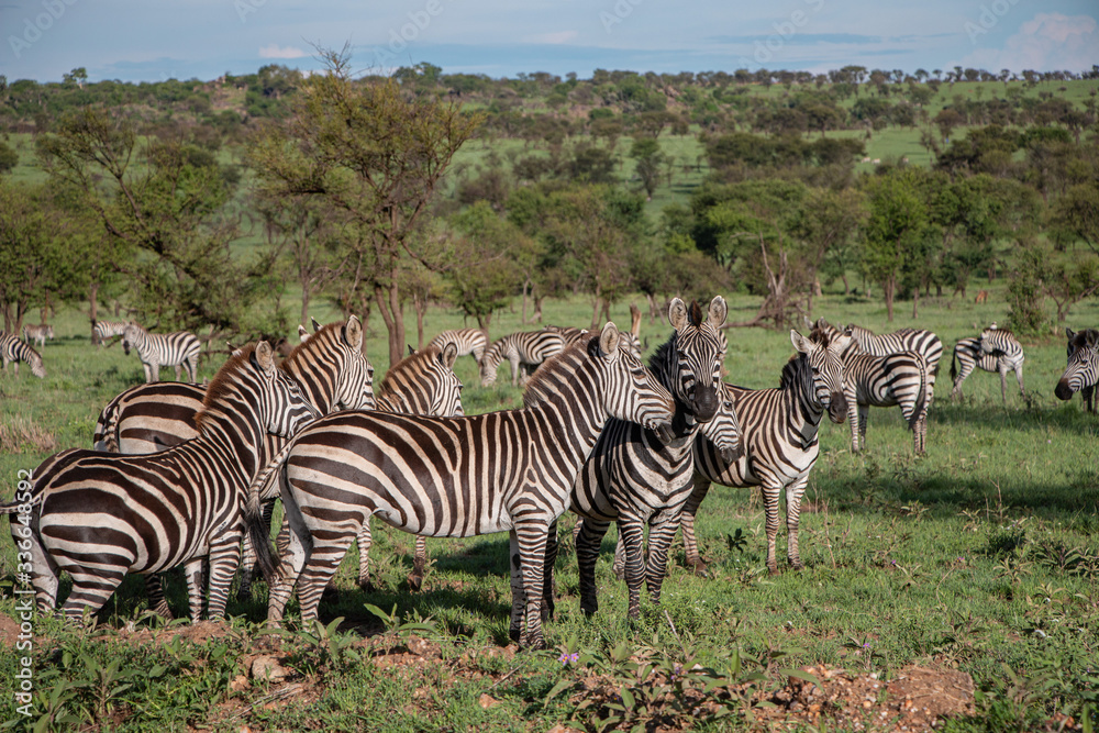 Naklejka premium Zebras in der Serengeti