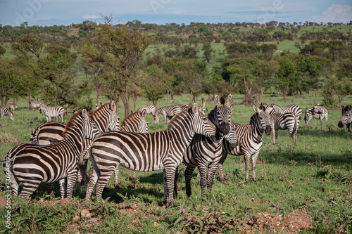 Zebras in der Serengeti