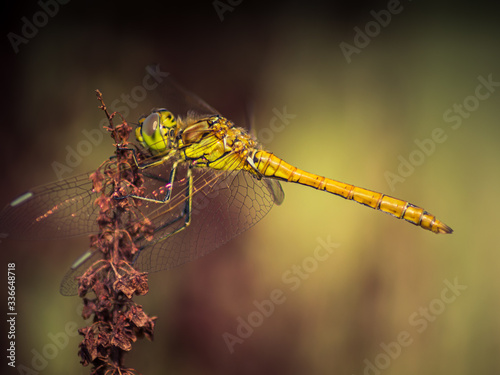 Closeup of a female Ruddy Darter - Dragonfly