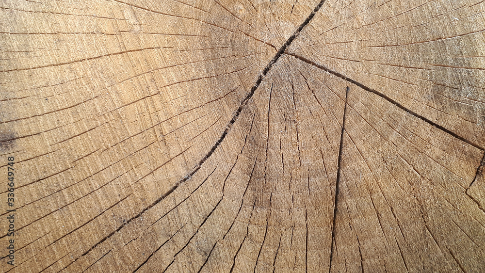 Fototapeta premium Stump of oak tree felled. Section of the trunk with annual rings.