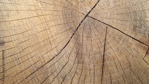 Stump of oak tree felled. Section of the trunk with annual rings.