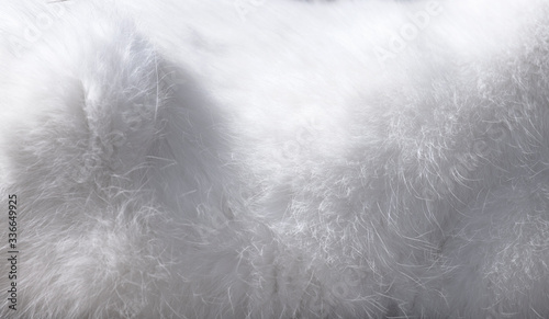 White soft fluffy angora cat fur texture delicate animal furry background