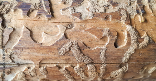 Obraz na plátně Amazing background of borer or termite trail left in a log