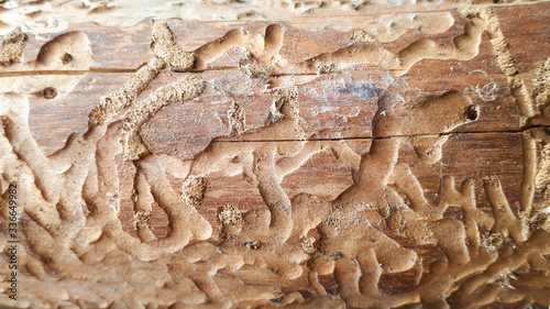 Amazing background of borer or termite trail left in a log