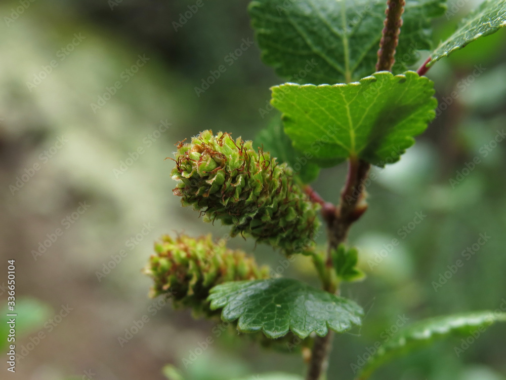 young buds of a plant young buds of a plant