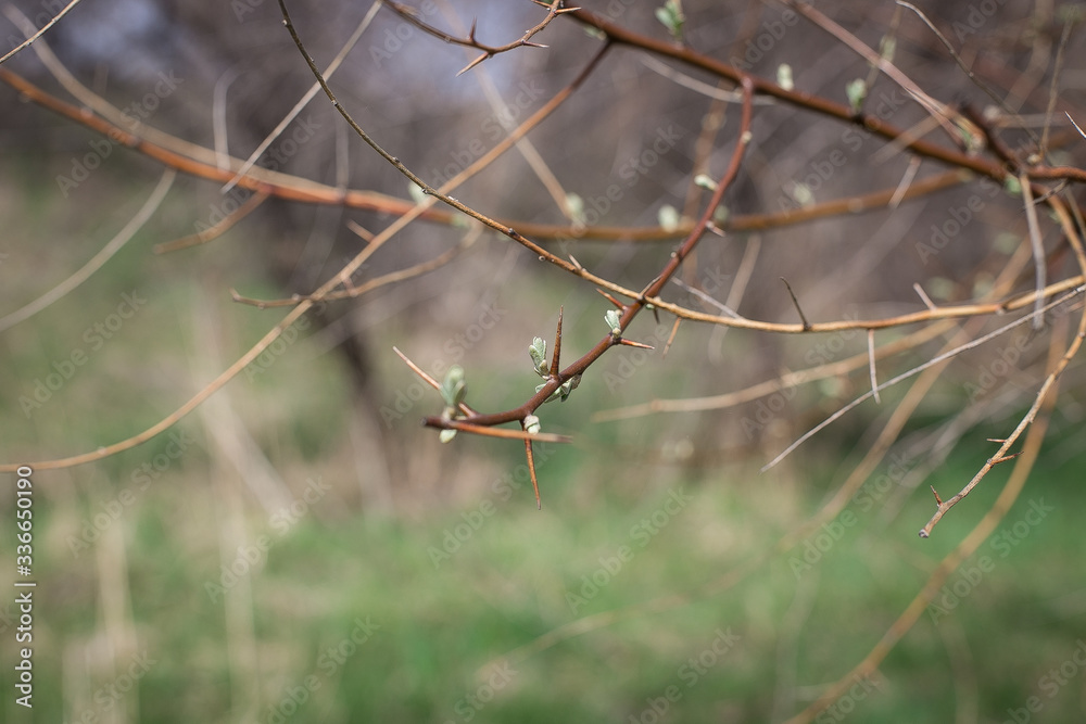 Macro shot of the branches on the blurred green background of the sky, trees and grass Macro shot of the branches on the blurred green background of the sky, trees and grass
