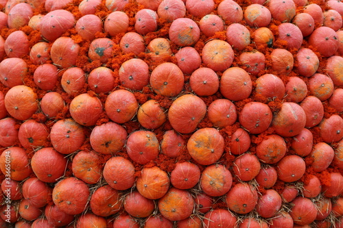 Decorative pumpkins wall from "Golden autumn 2019" public festival in Moscow city. Halloween decor with various orange color pumpkins, fall vegetables. Harvest, garden decoration. Beautiful wallpaper