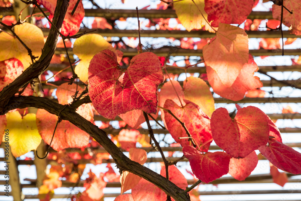 Autumn time. Colorful garden in Warsaw. Park Wilanow. Golden Polish autumn.