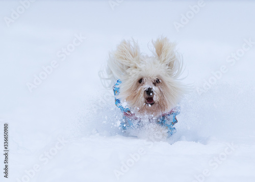 Havanese dog plays in the snow