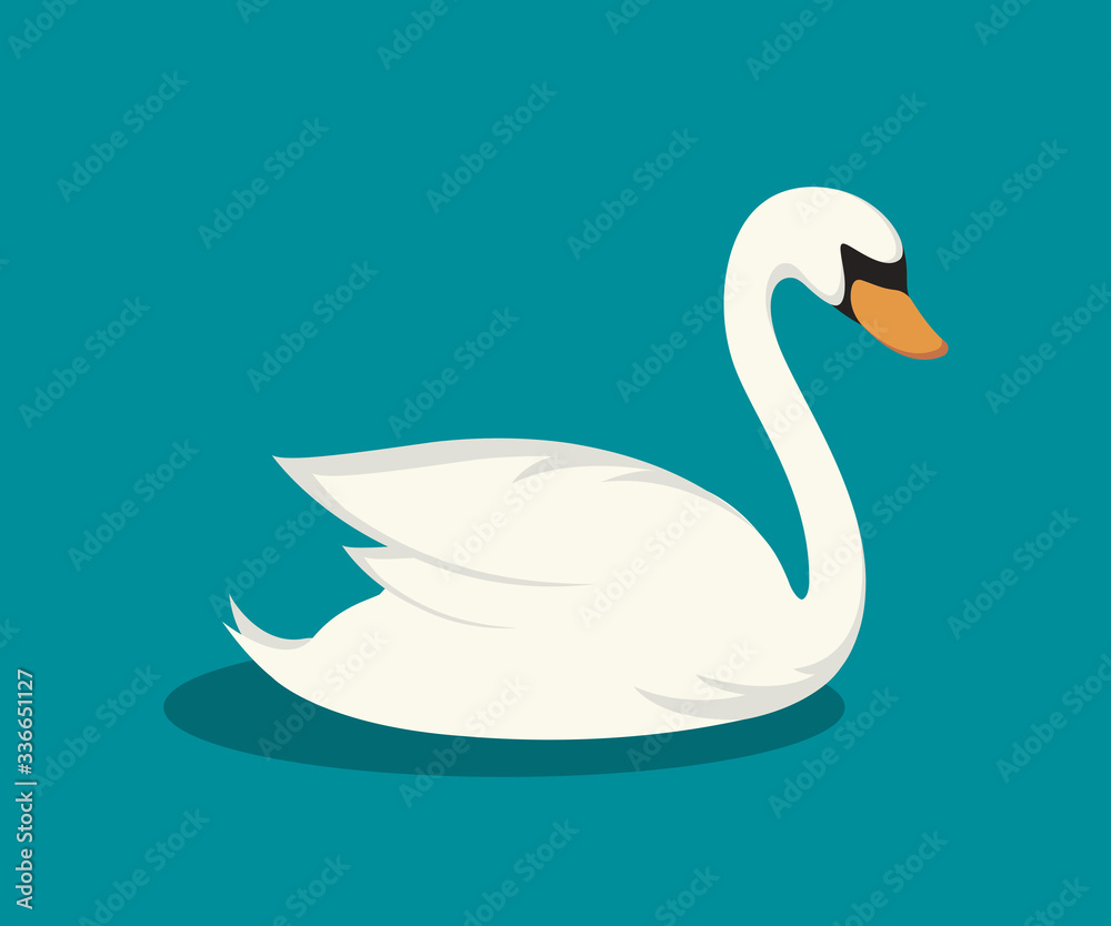 Fototapeta premium swan on the lake