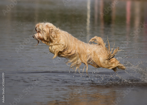 havanese dog playing in the water