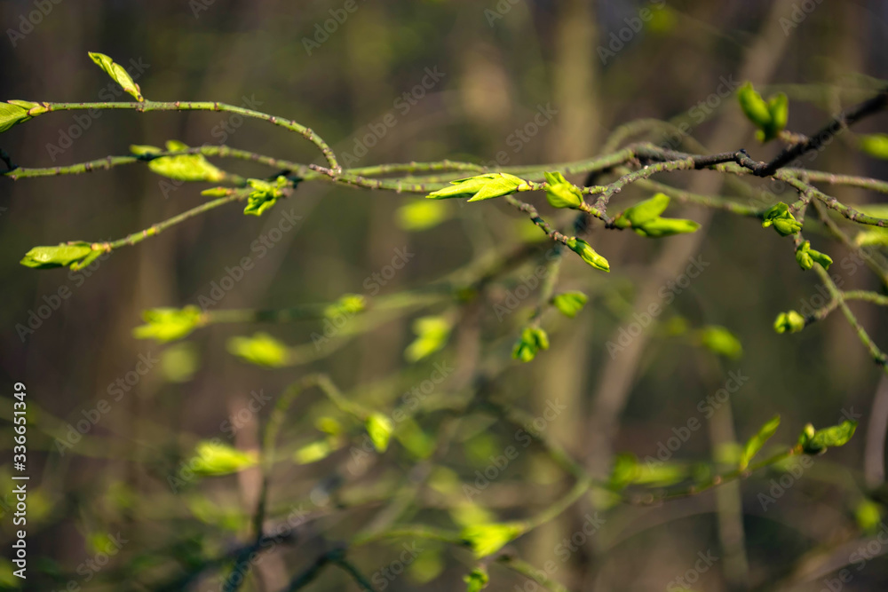 young leaves on trees in early spring in the forest young leaves on trees in early spring in the forest