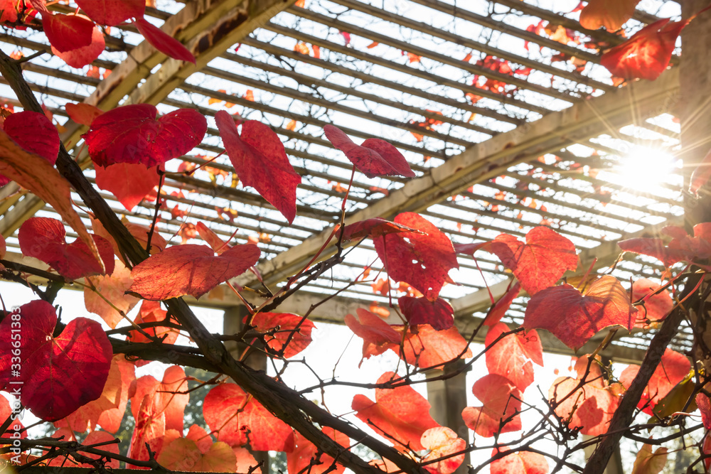 Autumn time. Colorful garden in Warsaw. Park Wilanow. Golden Polish autumn.
