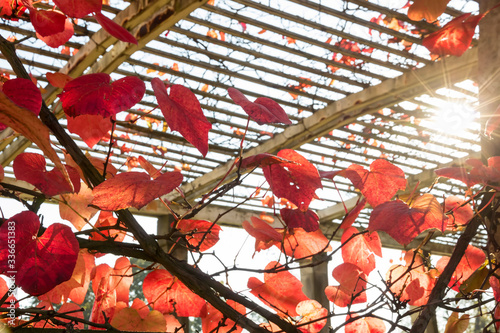 Autumn time. Colorful garden in Warsaw. Park Wilanow. Golden Polish autumn.