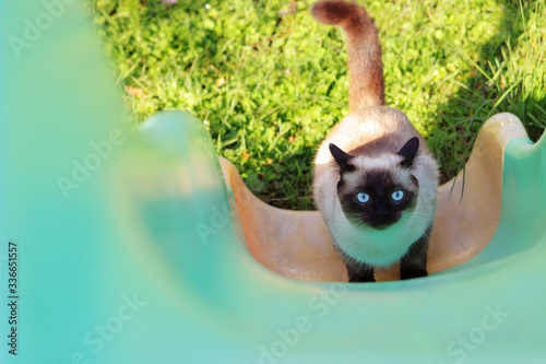 Chat siamois hésitant devant un toboggan photo