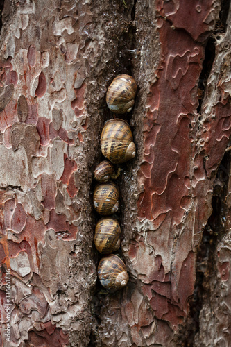 snail on tree trunk in forest photo