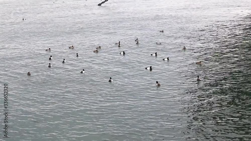 waterfowl birds are floating on the sea in winter