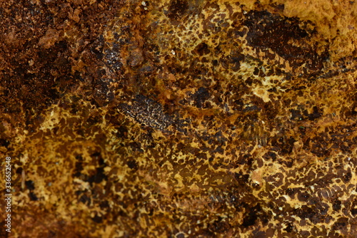 texture pattern  fracture excrescence trunk tree birch