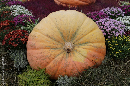 Decorative pumpkins from "Golden autumn 2019" open festival in Moscow city, near Red Square, Kremlin. Halloween decor with various pumpkins, fall vegetables and flowers. Harvest and garden decoration