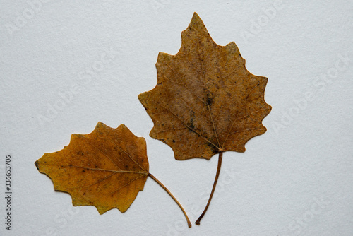 Foto Feuilles de peuplier blanc