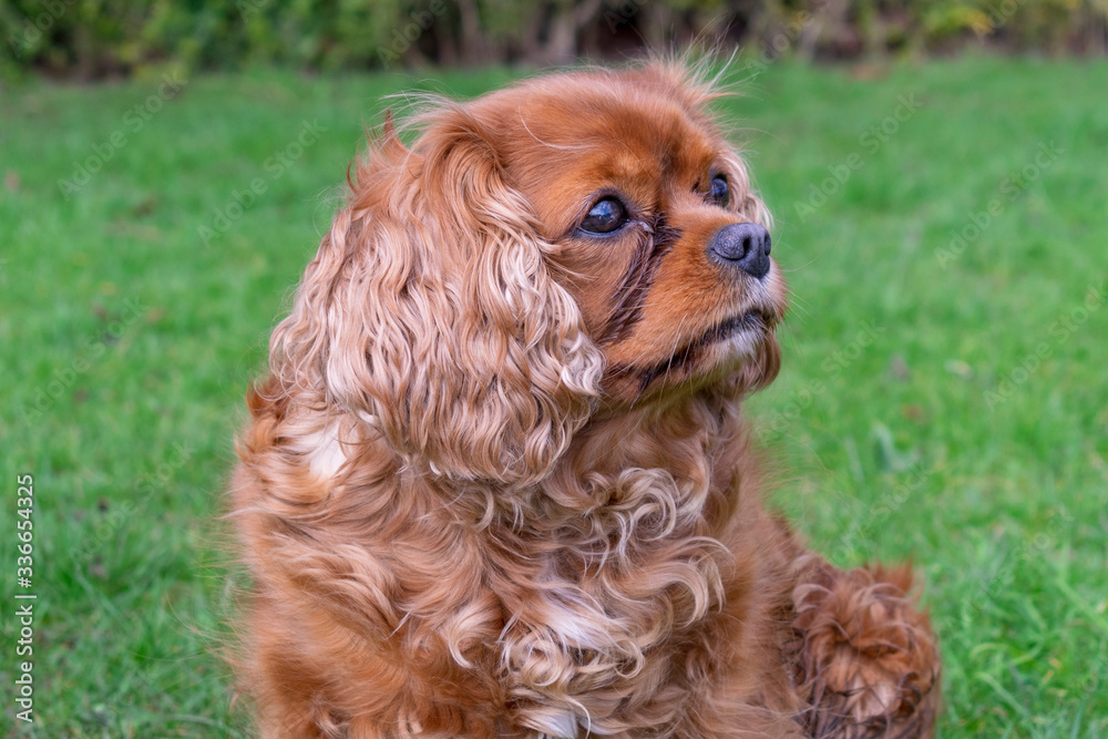 cavalier king charles spaniel cavalier king charles spaniel