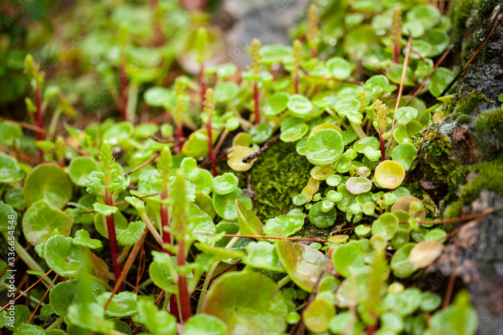 Fototapeta premium colorful plants under the rain in the forest