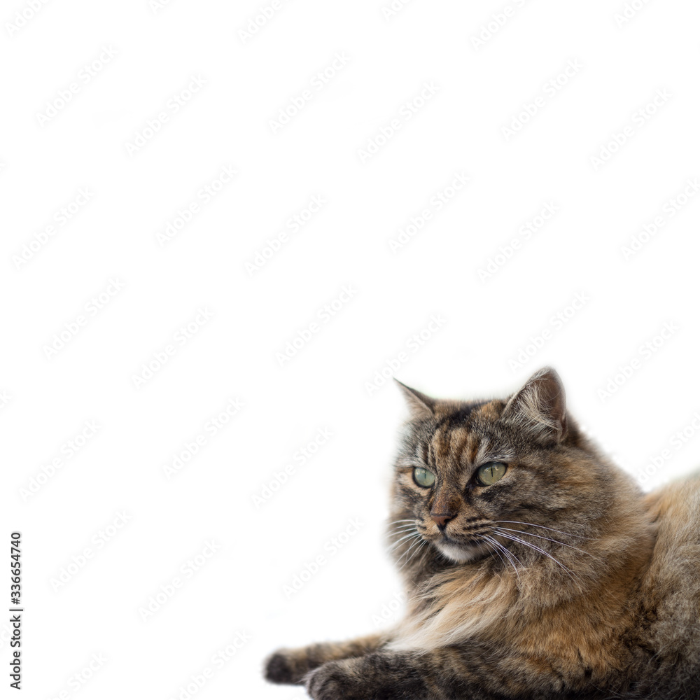 An isolated cat on plain white background