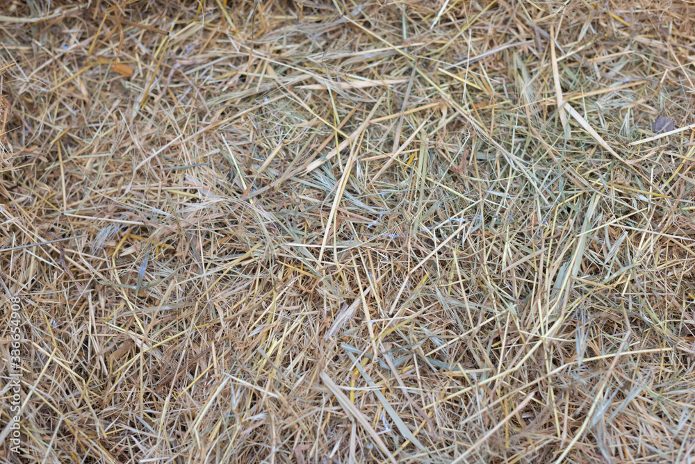 Hay texture. Hay bales are stacked in large stacks. Harvesting in agriculture. Hay texture. Hay bales are stacked in large stacks. Harvesting in agriculture.