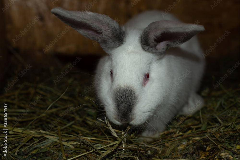 Big white rabbit in a wooden box with hay Big white rabbit in a wooden box with hay