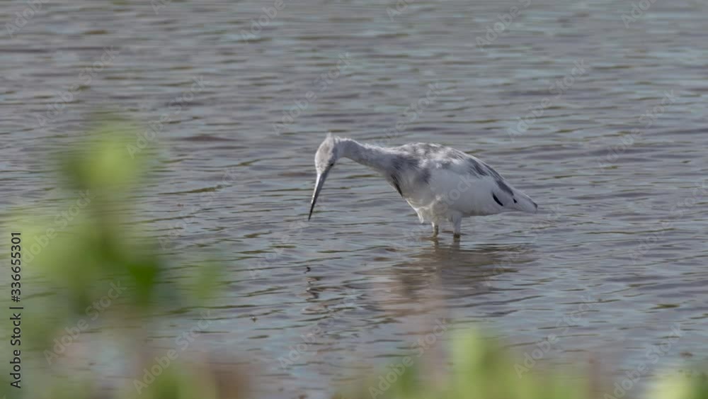Isolated juvenile little blue heron bird hunts Merritt Island waters in Florida Isolated juvenile little blue heron bird hunts Merritt Island waters in Florida
