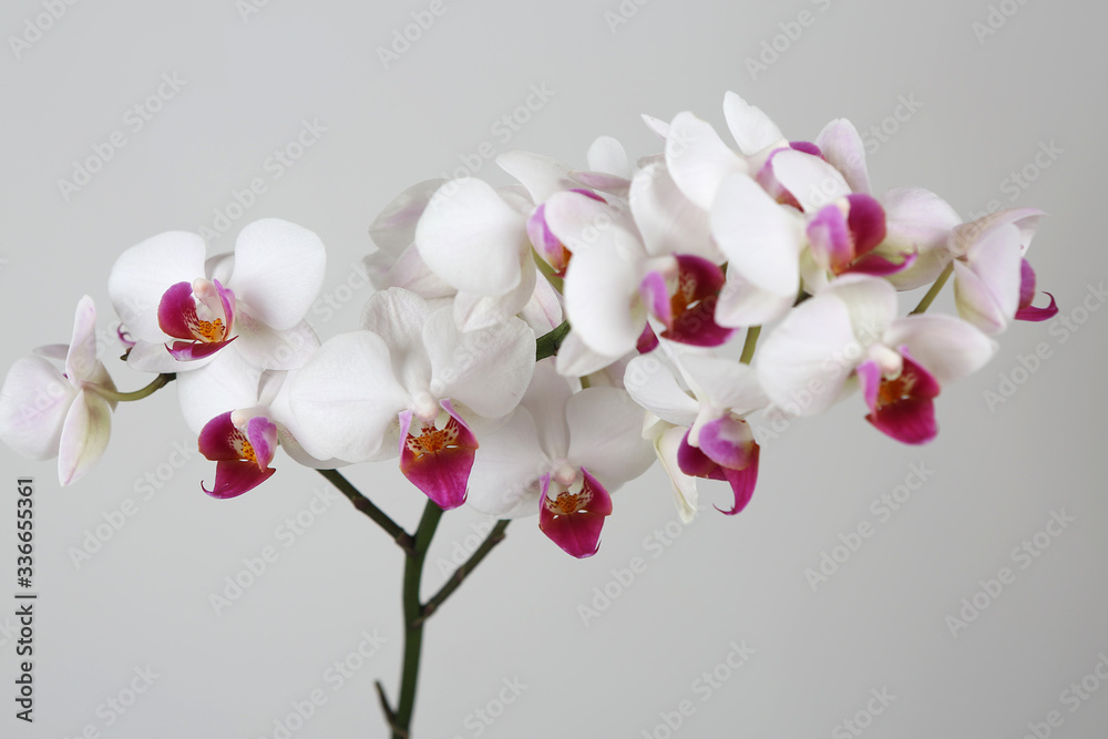 Fototapeta premium Orchidee