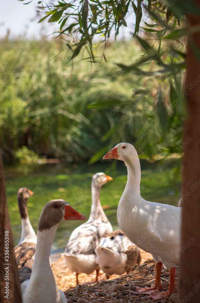 Ducks Family looking azmak river at akyaka mugla Turkey Ducks Family looking azmak river at akyaka mugla Turkey