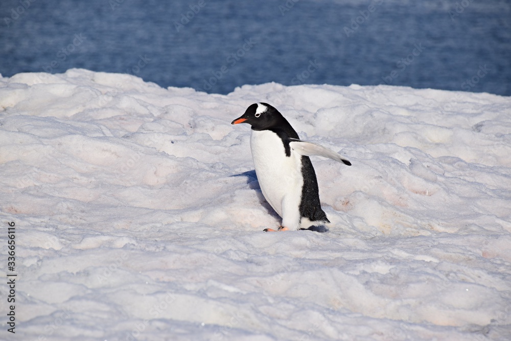 Fototapeta premium Gentoo Penguin , Petermann Island , Antarctica