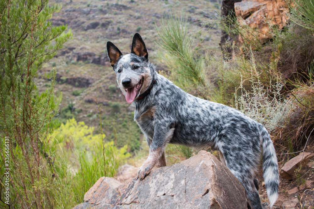 Cattle Dog (Blue Heeler) puppy outdoors full length portrait exploring standing a rock, mouth open and tongue sticking out Stock Photo | Adobe Stock
