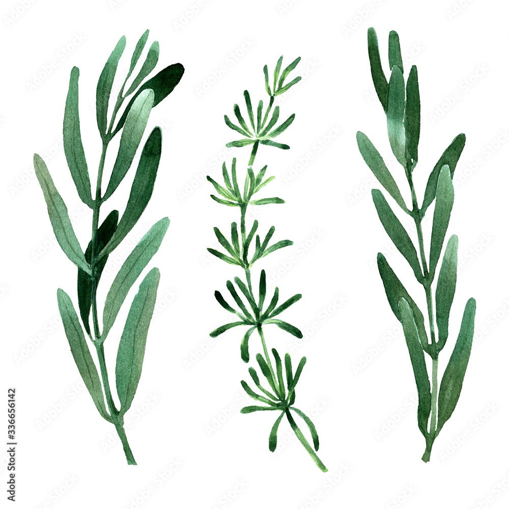 Fototapeta premium Isolated watercolor images of rosemary, eucalyptus, olive and other green plants. Different shapes and shades