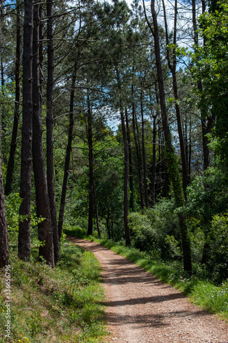Sendero por medio de pinos autoctonos de la zona de Galicia
