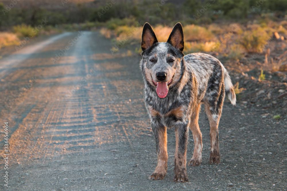 Australian Cattle Dog (Blue Heeler) puppy outdoors on a dirt road full length at the camera, mouth open and tongue sticking out in golden sunlight Stock Photo