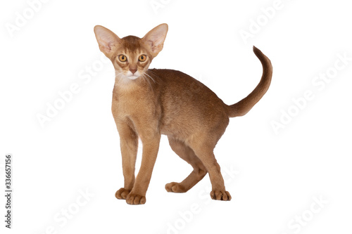 abissin cat isolated on white background