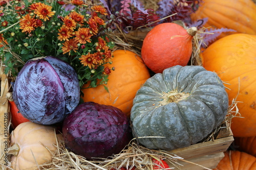 Decorative pumpkins from "Golden autumn 2019" open festival in Moscow city, near Red Square, Kremlin. Halloween decor with various pumpkins, fall vegetables and flowers. Harvest and garden decoration