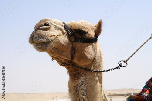  Camel in the desert of Egypt