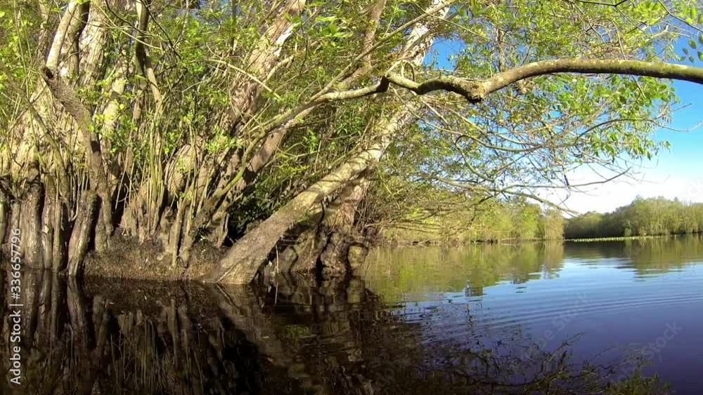 Boat-mounted backward trucking shot moves away from cypress thicket on small island. Rippled sunlight reflects off water onto plants. Boat-mounted backward trucking shot moves away from cypress thicket on small island. Rippled sunlight reflects off water onto plants.