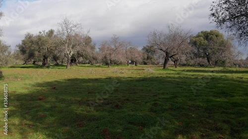Aerial View Flying Through a Peaceful Park With Scattered Trees