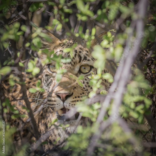 Leopard watching from a bush