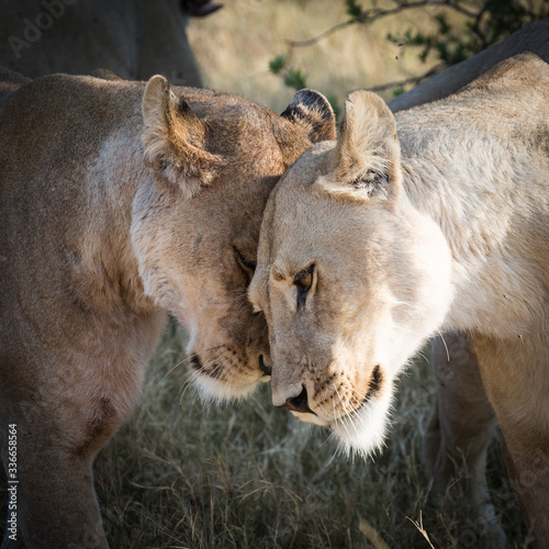 Lions in a moment of tenderness