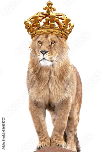 Fototapeta Naklejka Na Ścianę i Meble -   lion king stands against isolated on white background