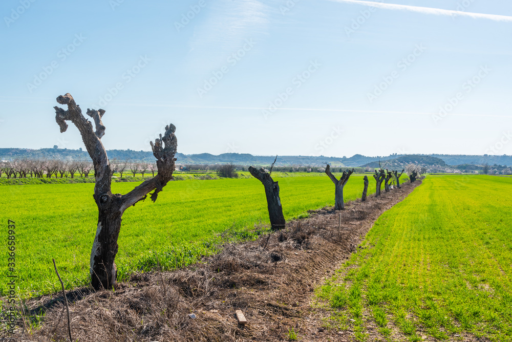 February 19, 2020 - Belianes-Preixana, Spain. A long row of dead trees in the plains of Belianes-Preixana.
