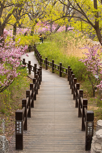 Beijing Botanical Gardens in Springtime