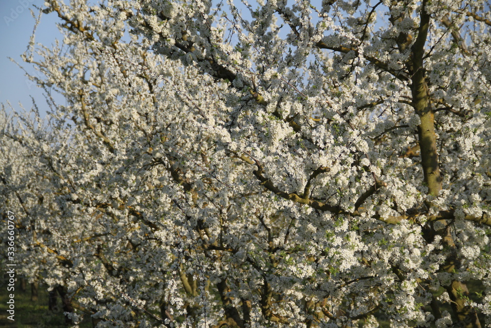 Mirabelle plum trees orchard white flowers Mirabelle plum trees orchard white flowers