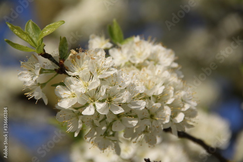 Mirabelle plum trees orchard white flowers photo